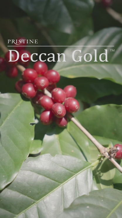 Deccan Gold Filter Coffee Powder